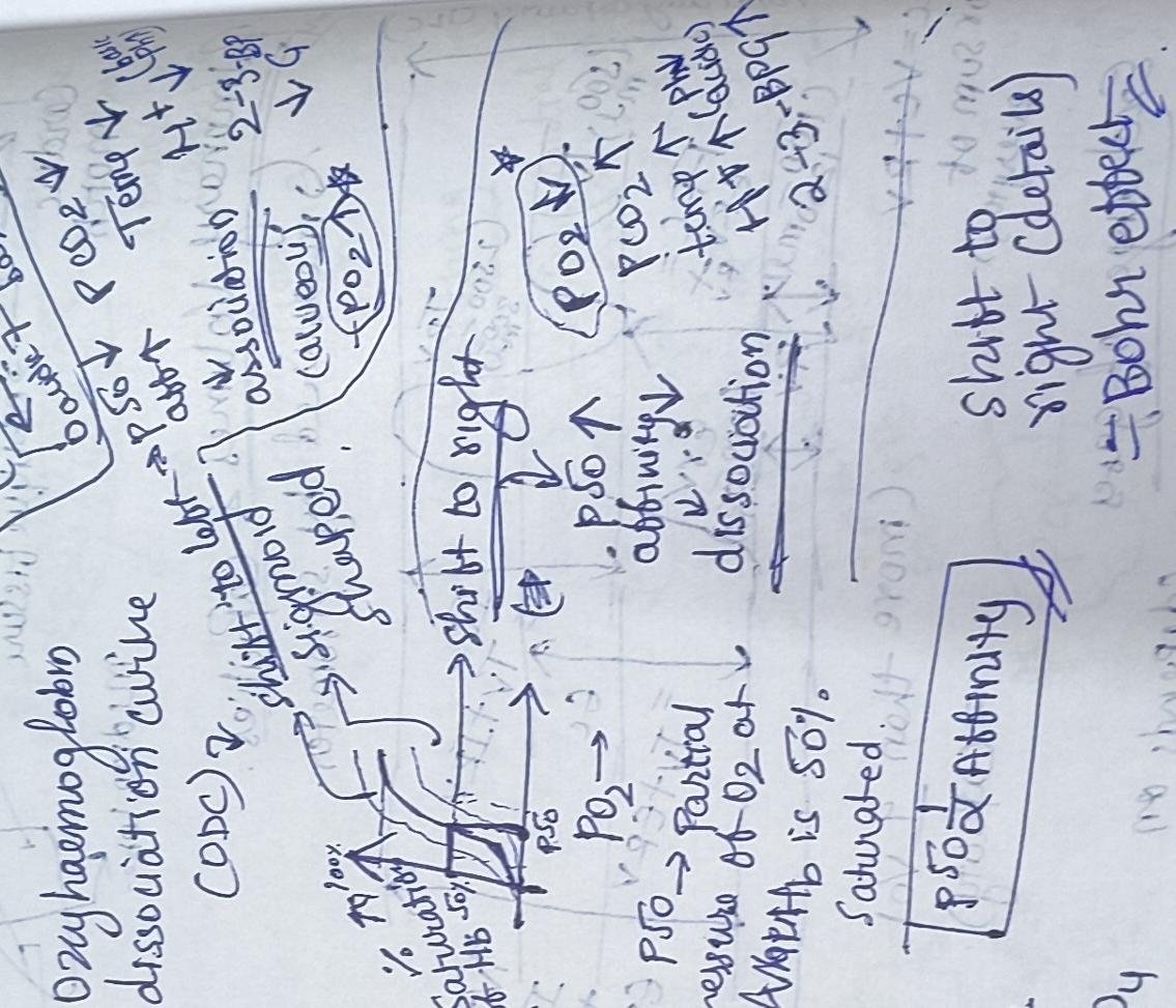 Breathing and exchange of gases notes